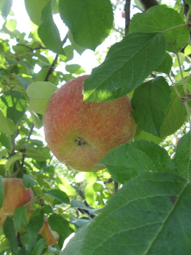 槇原農園の芸北りんご 3kg-